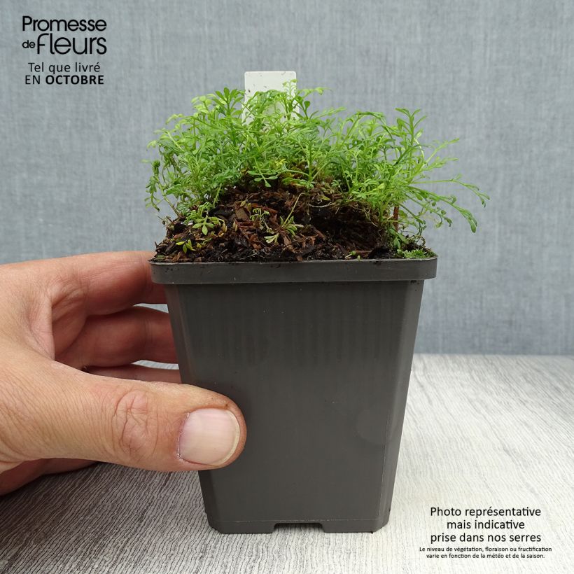 Hornungia (Pritzelago) alpina  8/9 cm pot sample as delivered in autumn