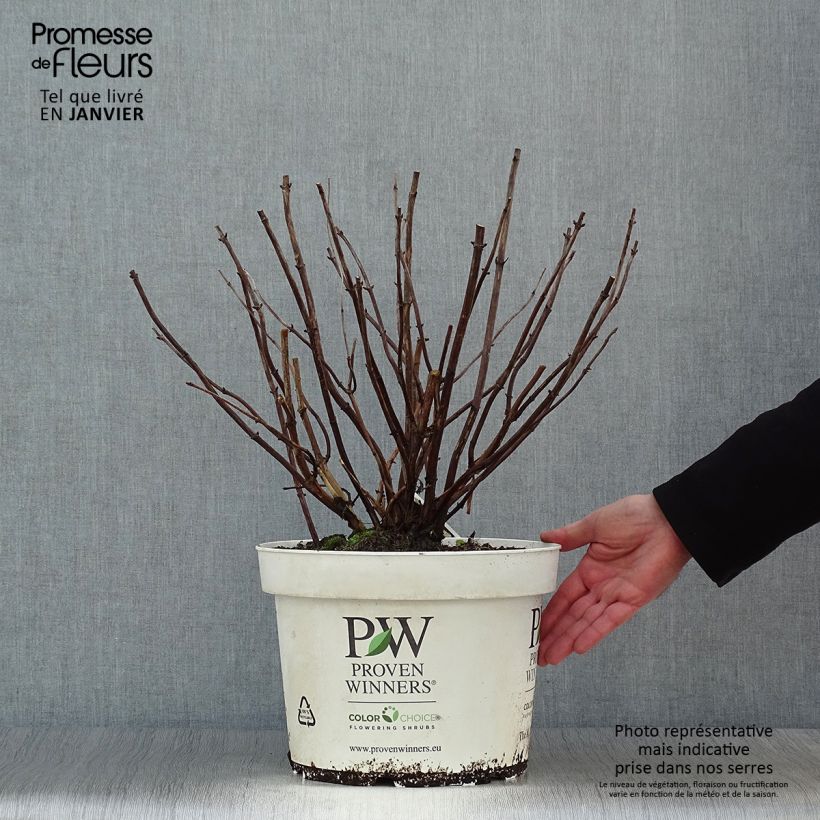 Hydrangea arborescens Lime Rickey 7.5L/10L pot sample as delivered in winter