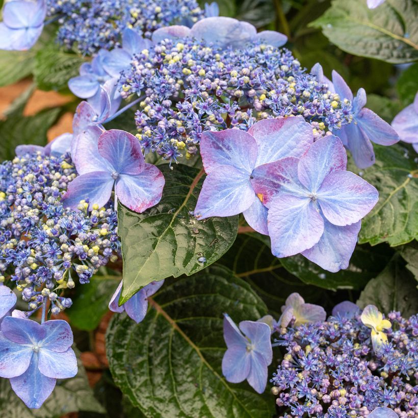 Hydrangea macrophylla Endless Summer Pop Star (Flowering)