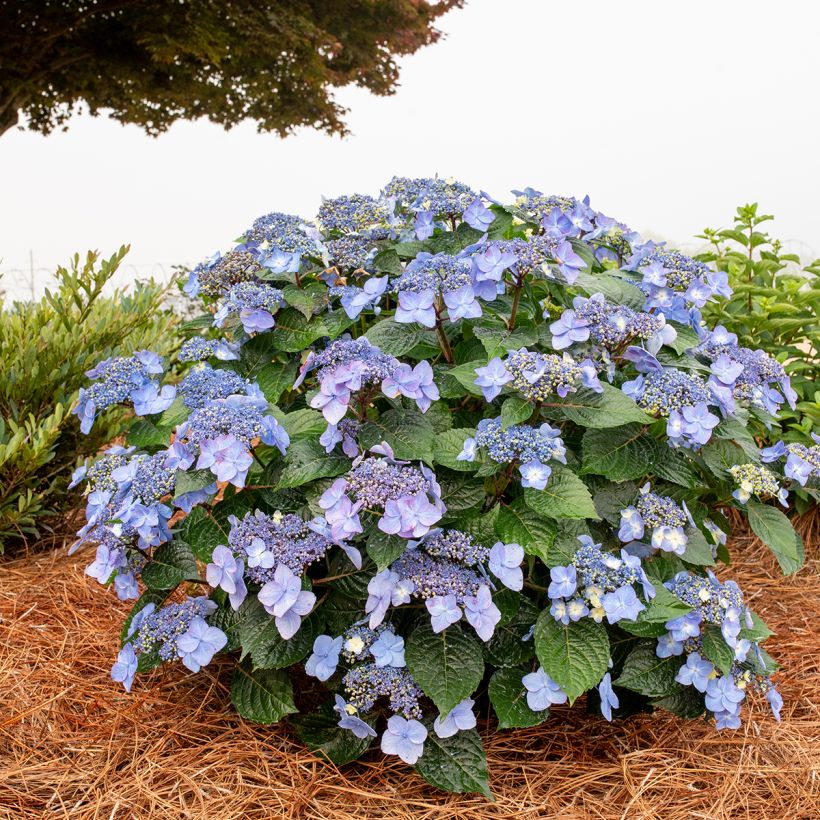 Hydrangea macrophylla Endless Summer Pop Star (Plant habit)