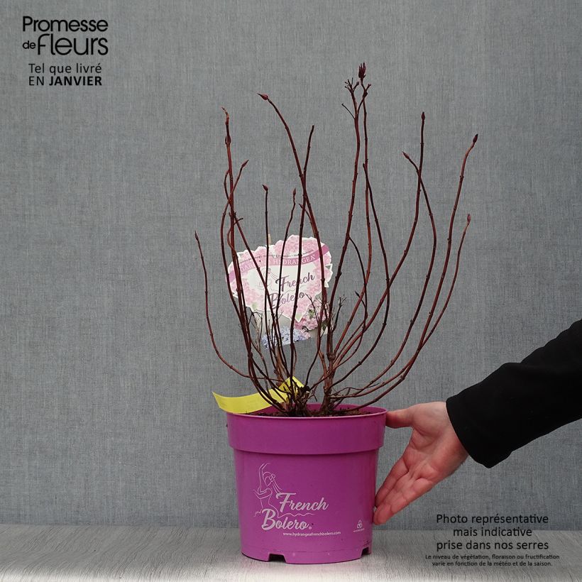 Hydrangea French Bolero 6L/7L pot sample as delivered in winter