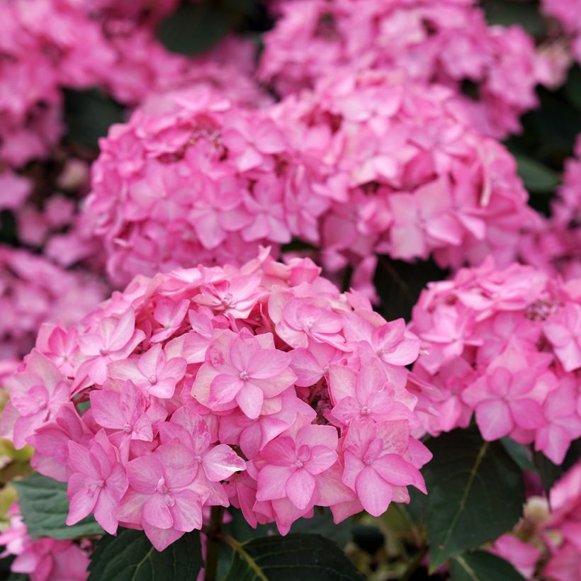 Hydrangea serrata Frozen Smoothie ® - Mountain Hydrangea (Flowering)