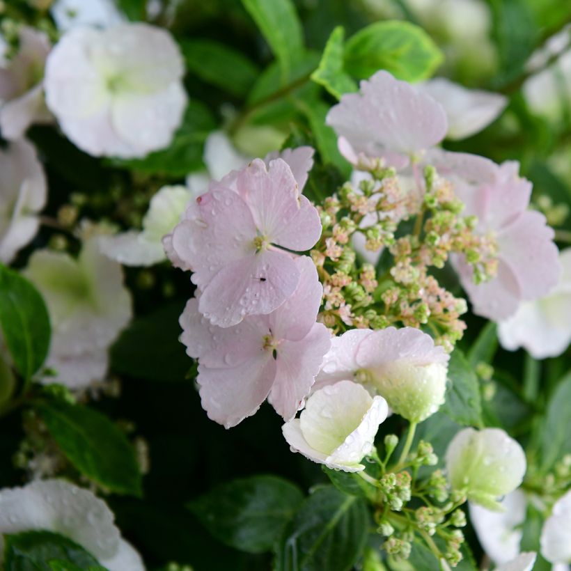 Hydrangea Runaway Bride Snow White (Flowering)