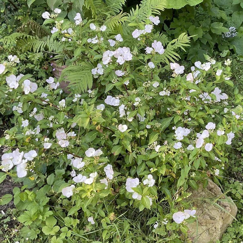 Hydrangea Runaway Bride Snow White (Plant habit)