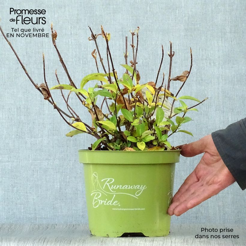 Hydrangea Runaway Bride Snow White 3L/4L pot sample as delivered in autumn