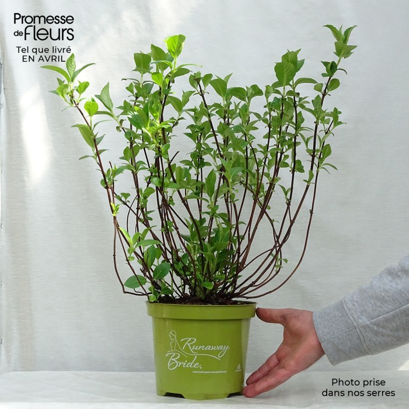 Hydrangea Runaway Bride Snow White 3L/4L pot sample as delivered in spring