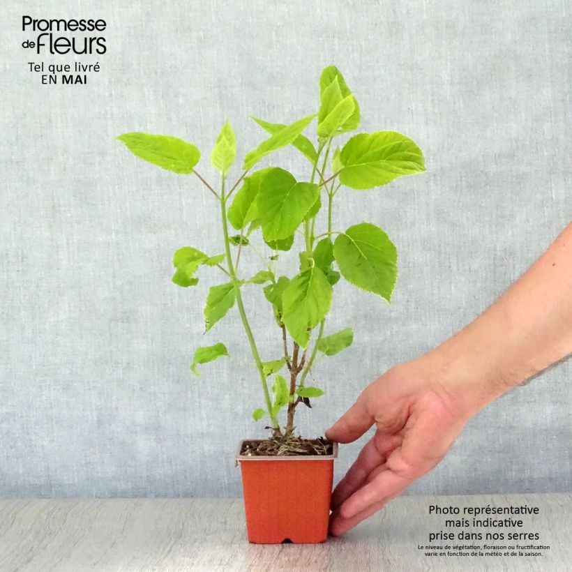 Hydrangea arborescens Annabelle 8/9 cm pot sample as delivered in spring