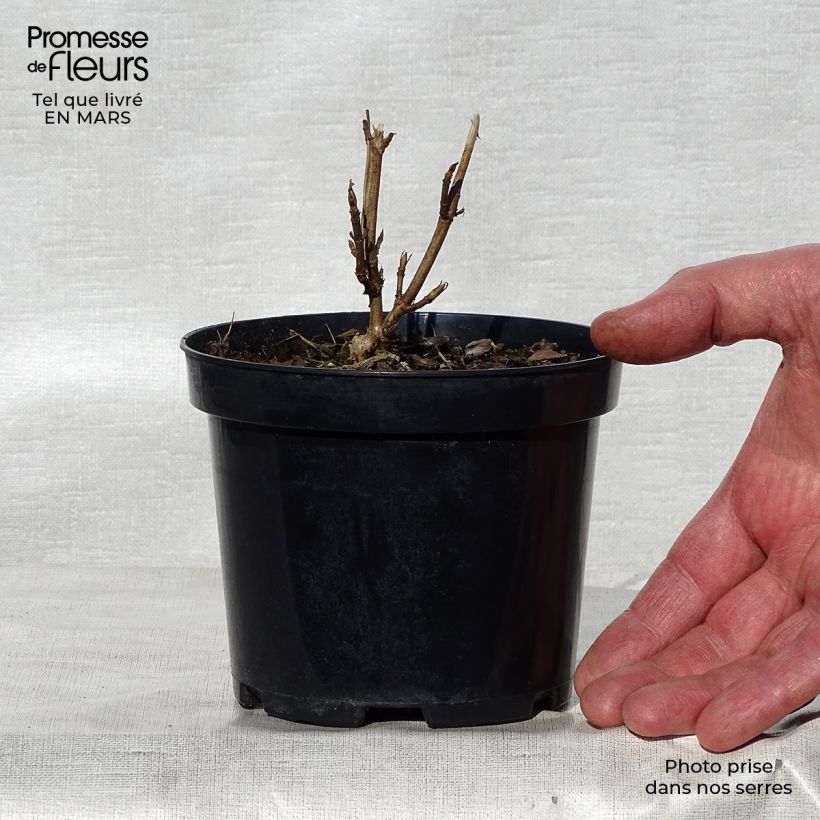 Hydrangea arborescens Annabelle 12cm pot sample as delivered in spring