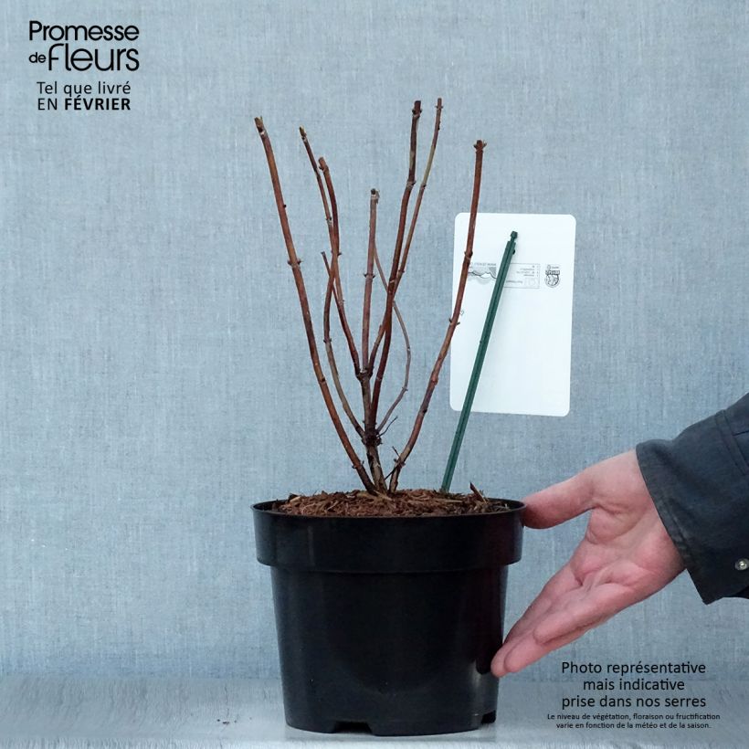 Hydrangea arborescens Candybelle Marshmallow 3L/4L pot sample as delivered in winter