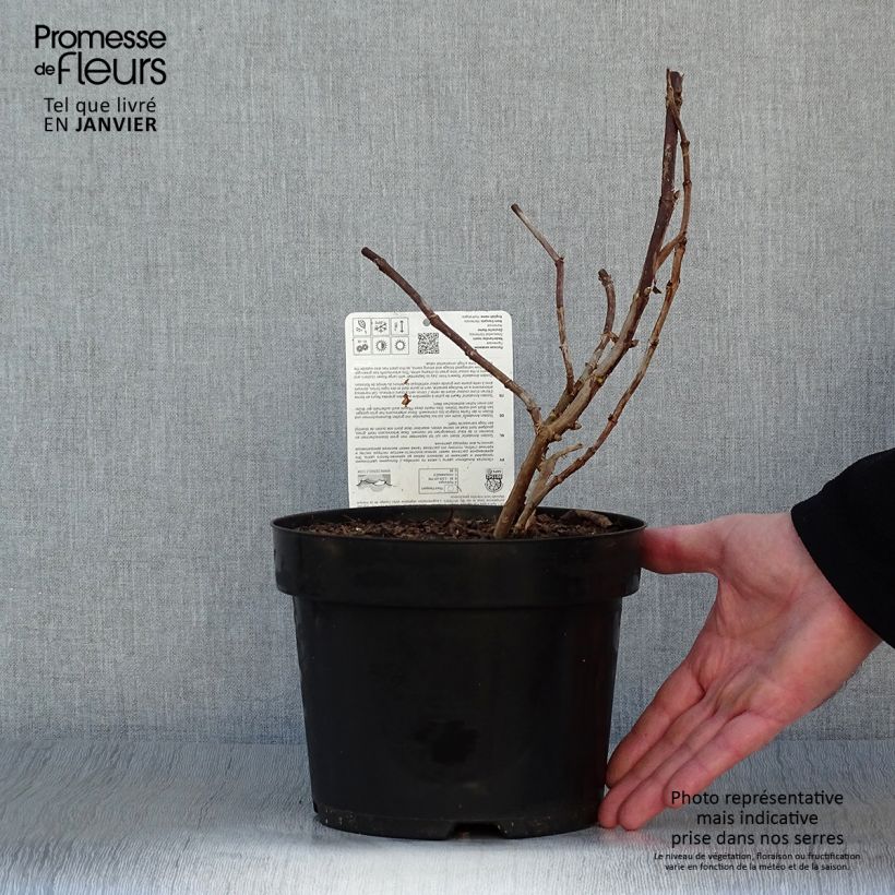 Hydrangea arborescens Golden Annabelle 3L/4L pot sample as delivered in winter