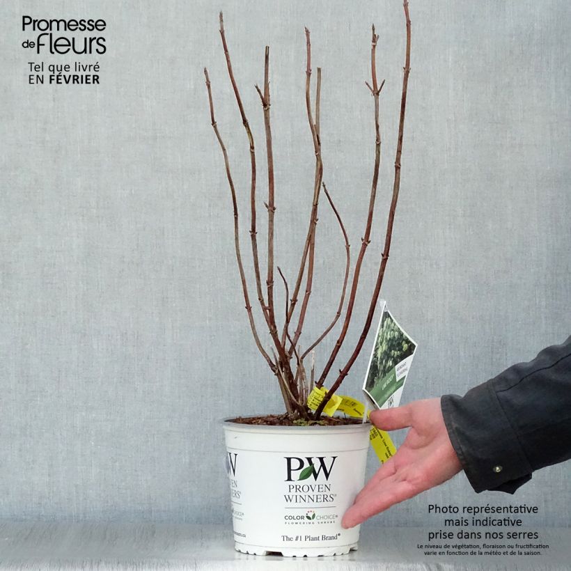 Hydrangea arborescens Lime Rickey 2L/3L pot sample as delivered in winter