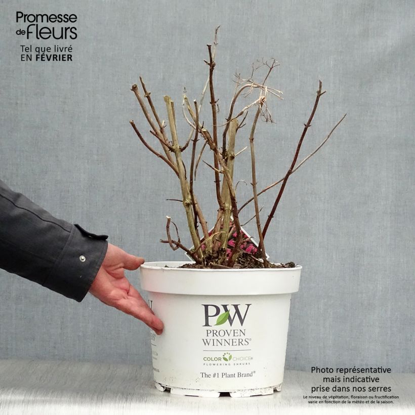 Hydrangea arborescens Pink Annabelle - Invicibelle 7.5L/10L pot sample as delivered in winter