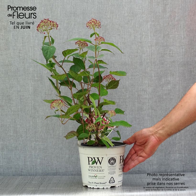 Hydrangea arborescens Ruby Annabelle 2L/3L pot, Bush sample as delivered in summer