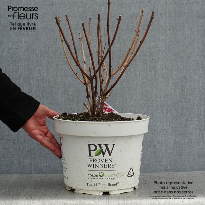 Hydrangea arborescens Ruby Annabelle 4L/5L pot sample as delivered in winter