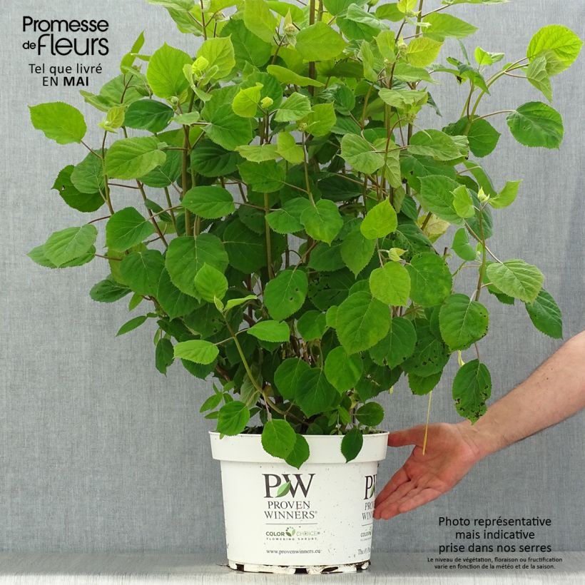 Hydrangea arborescens Ruby Annabelle 4L/5L pot sample as delivered in spring