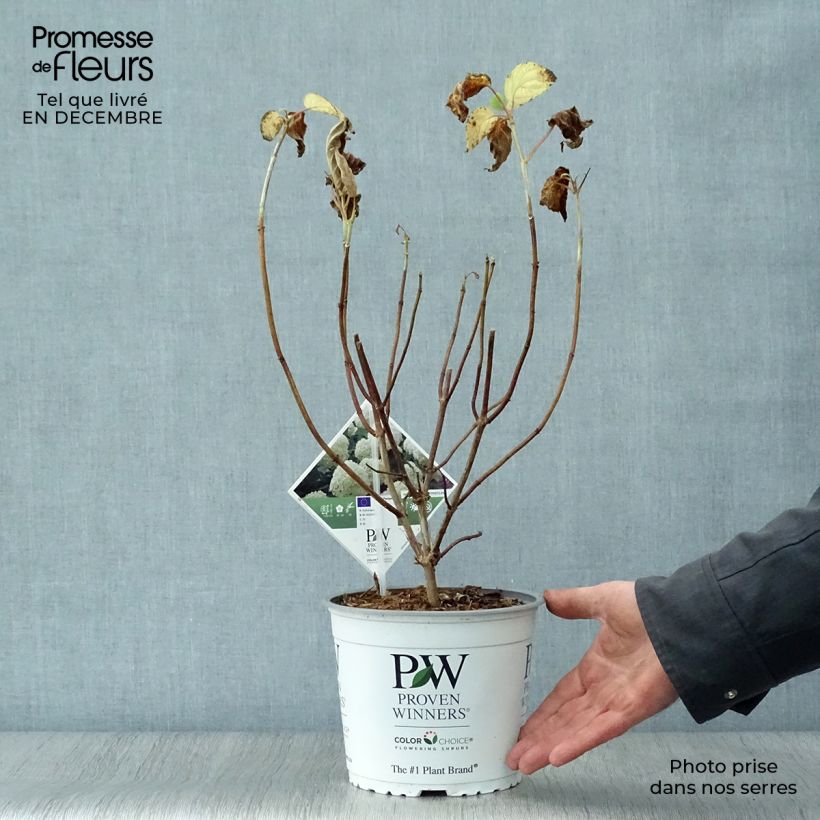 Hydrangea arborescens Strong Annabelle - Incrediball 2L/3L pot sample as delivered in winter