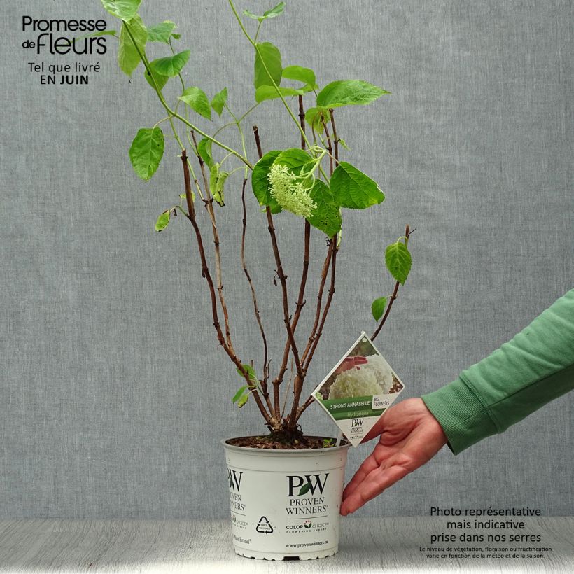 Hydrangea arborescens Strong Annabelle - Incrediball 2L/3L pot, Bush sample as delivered in summer