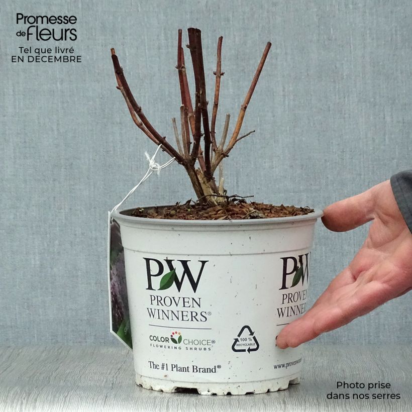 Hydrangea arborescens Sweet Annabelle 2L/3L pot sample as delivered in winter