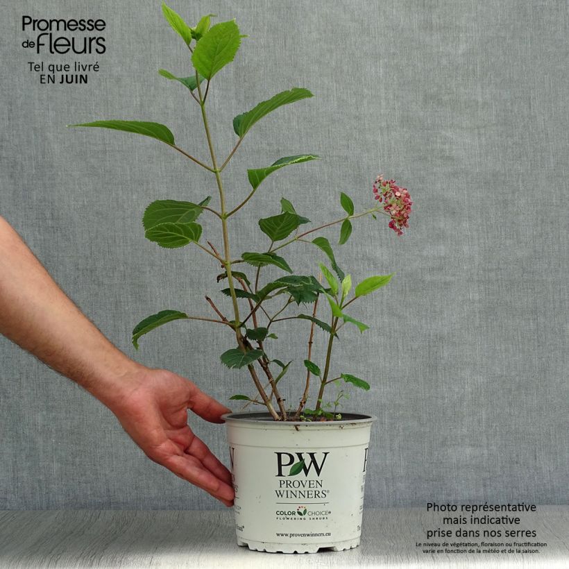 Hydrangea arborescens Sweet Annabelle 2L/3L pot, Bush sample as delivered in summer