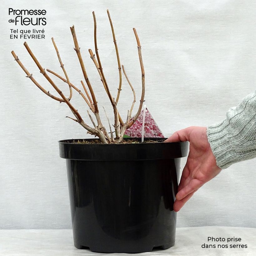 Hydrangea arborescens Sweet Annabelle 7.5L/10L pot sample as delivered in winter