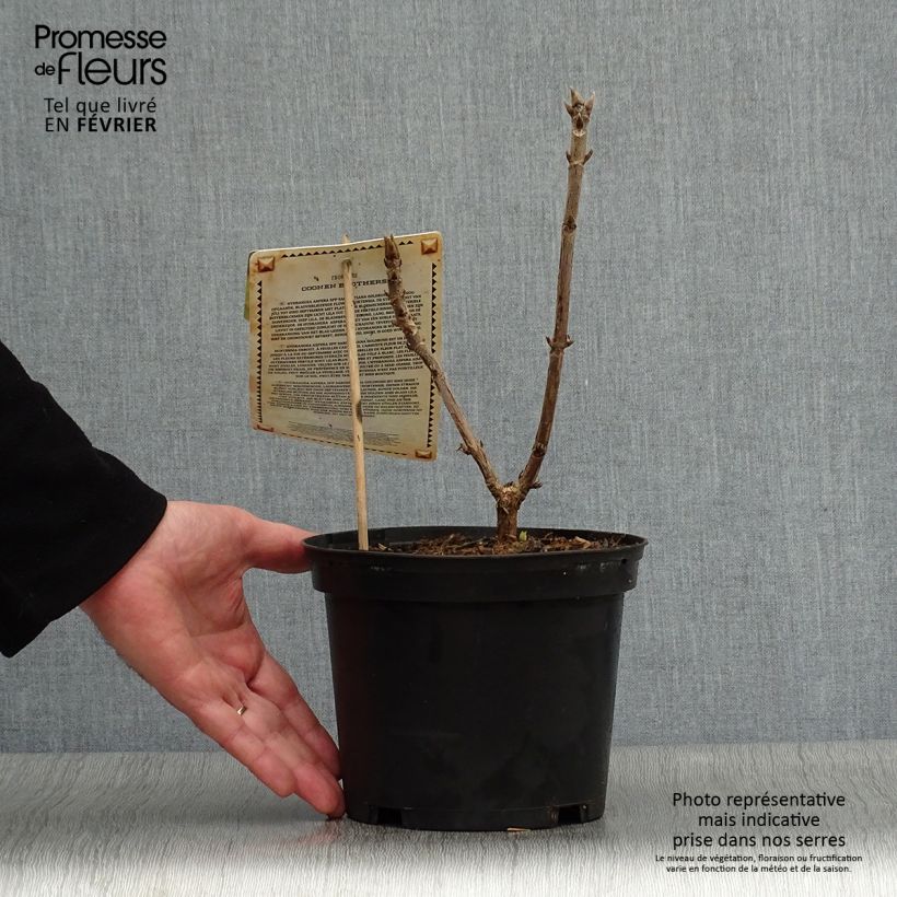 Hydrangea aspera subsp. sargentiana Goldrush 2L/3L pot sample as delivered in winter