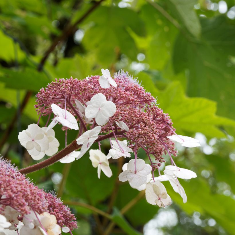 Hydrangea aspera subsp. sargentiana Goldrush (Flowering)