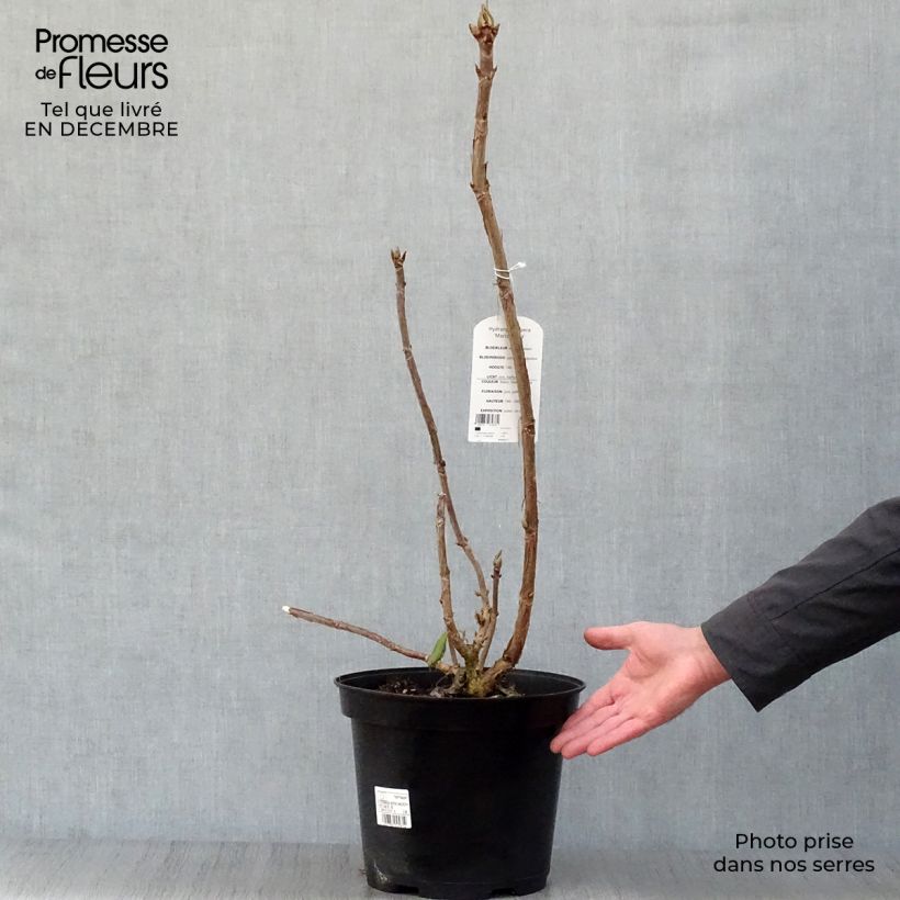 Hydrangea aspera Macrophylla 7.5L/10L pot sample as delivered in winter