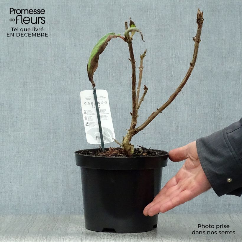 Hydrangea aspera Macrophylla 2L/3L pot sample as delivered in winter