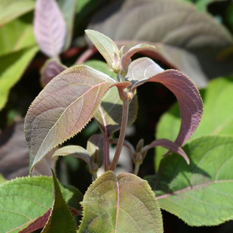 Hydrangea aspera Macrophylla (Foliage)