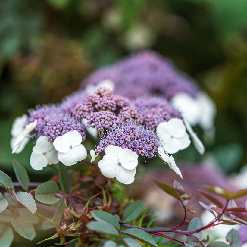 Hydrangea aspera Macrophylla (Flowering)