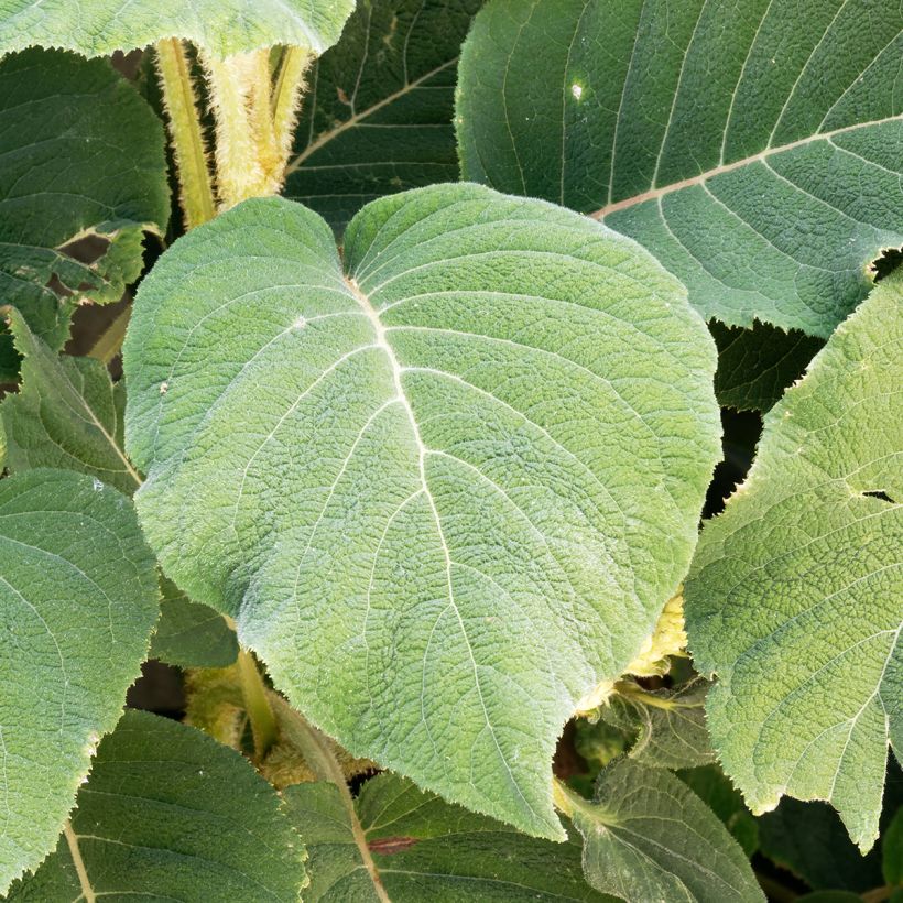 Hydrangea aspera subsp.sargentiana (Foliage)