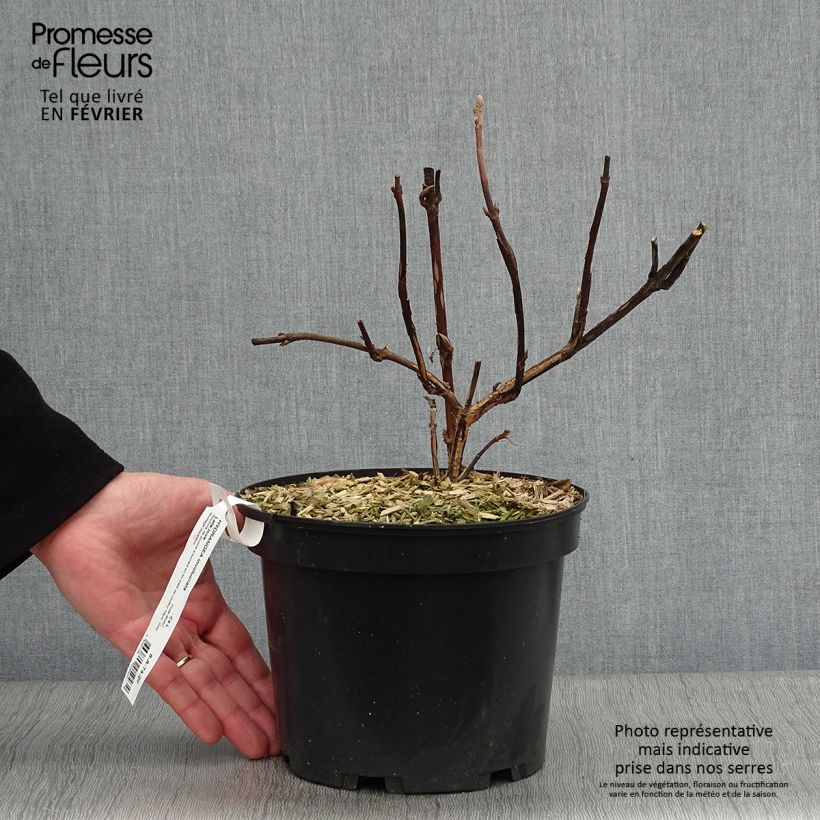 Hydrangea involucrata Late Love 3L/4L pot sample as delivered in winter