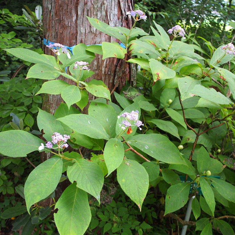 Hydrangea involucrata - Bracted Hydrangea (Plant habit)