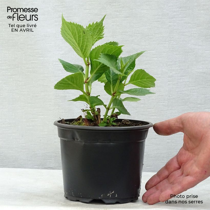 Hydrangea macrophylla Red Baron 2L/3L pot sample as delivered in spring