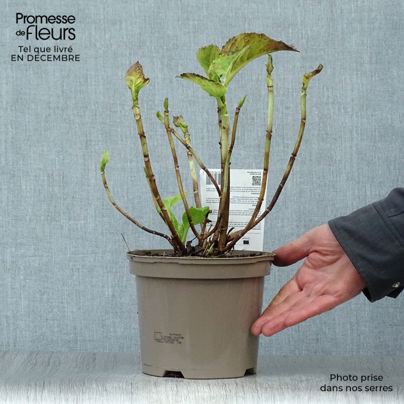 Hydrangea macrophylla Red Baron 2L/3L pot sample as delivered in winter