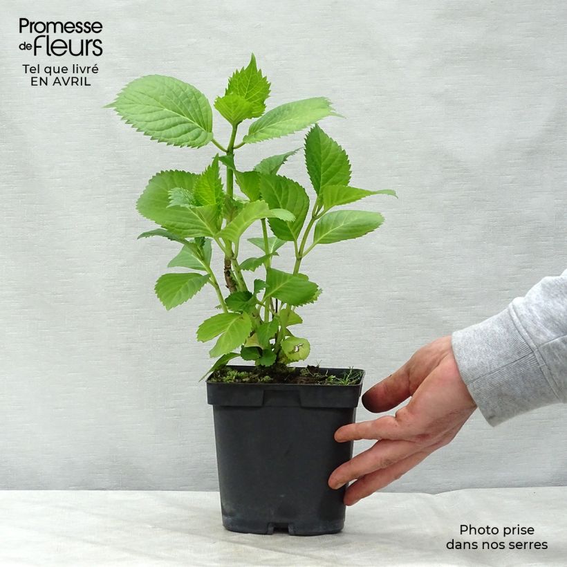 Hydrangea macrophylla Benelux (blue) 2L/3L pot, Bush sample as delivered in spring