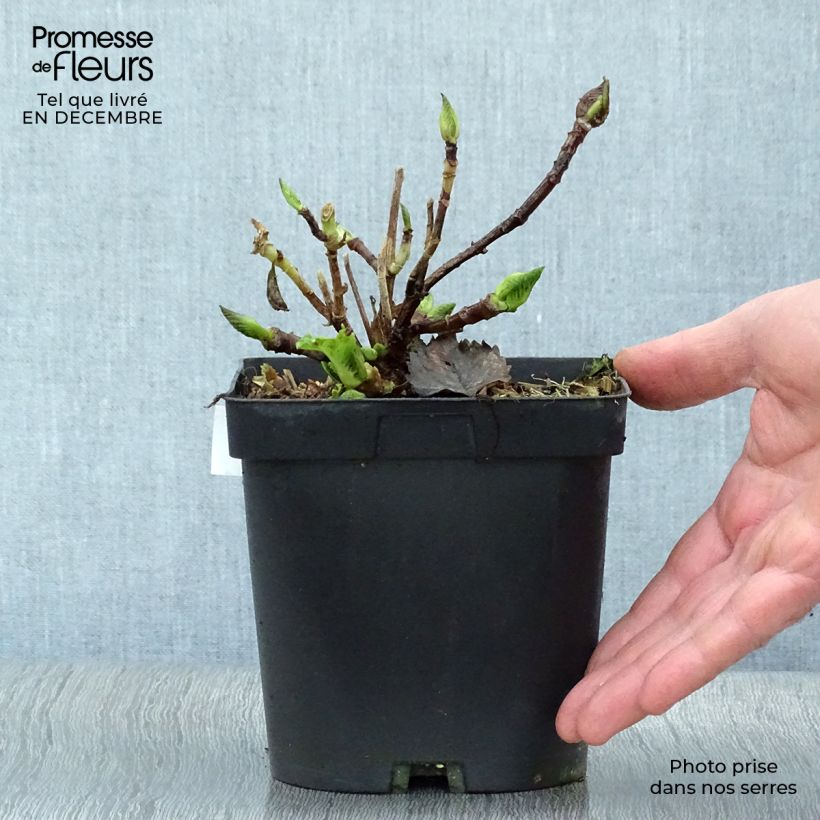 Hydrangea macrophylla Benelux (blue) 2L/3L pot sample as delivered in winter