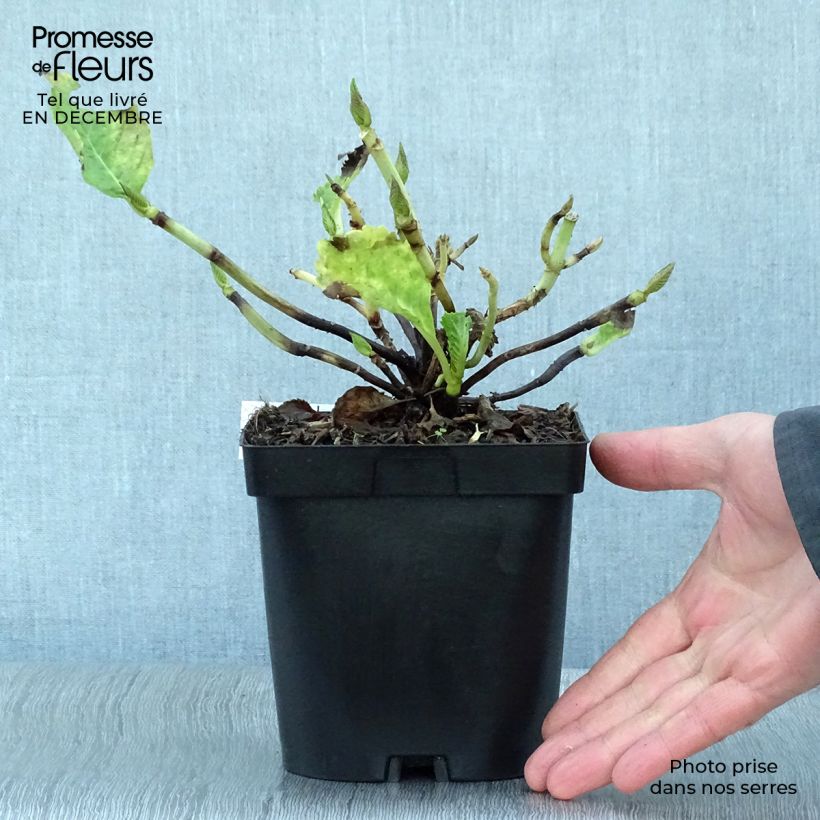 Hydrangea macrophylla Benelux (pink) 2L/3L pot sample as delivered in winter