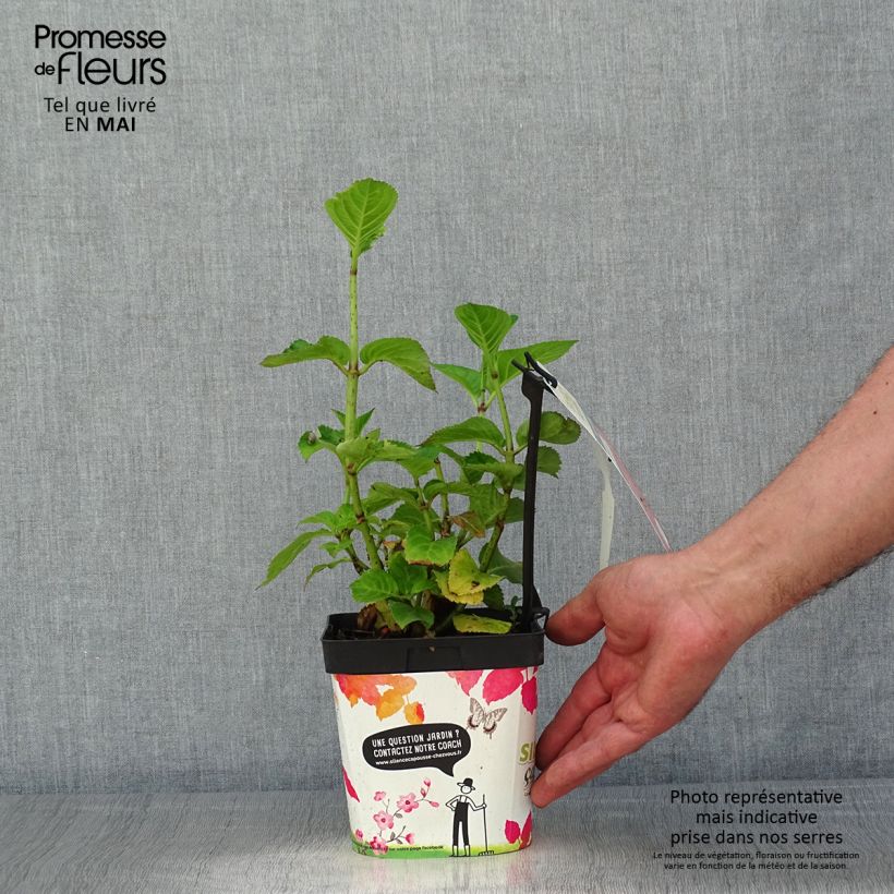 Hydrangea macrophylla Big Data Pink 2L/3L pot, Bush sample as delivered in spring