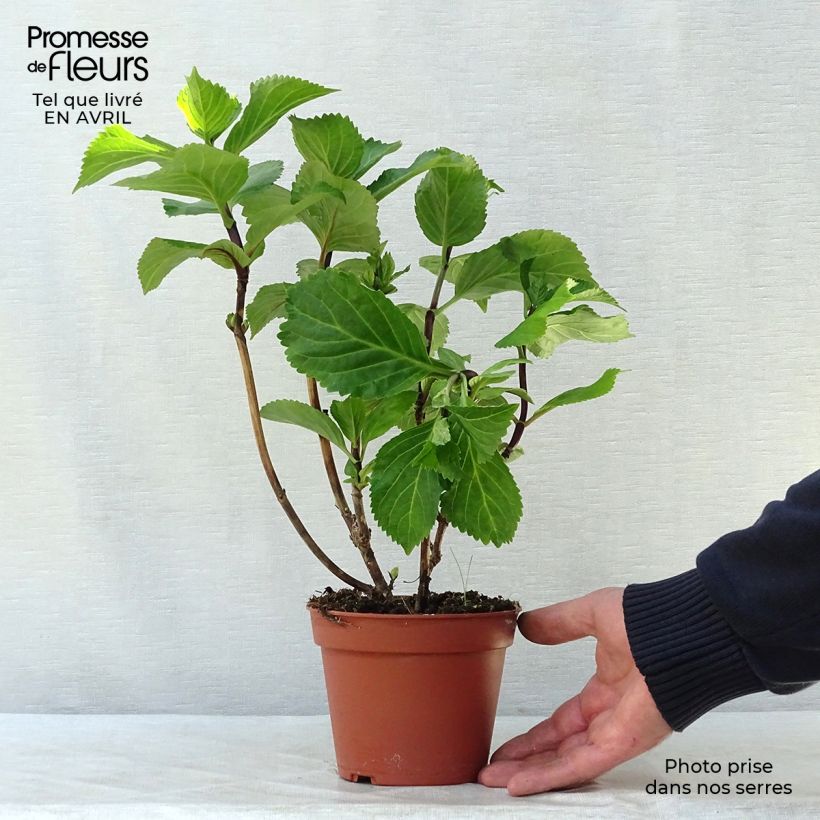 Hydrangea macrophylla Black Steel Zebra 2L/3L pot sample as delivered in spring