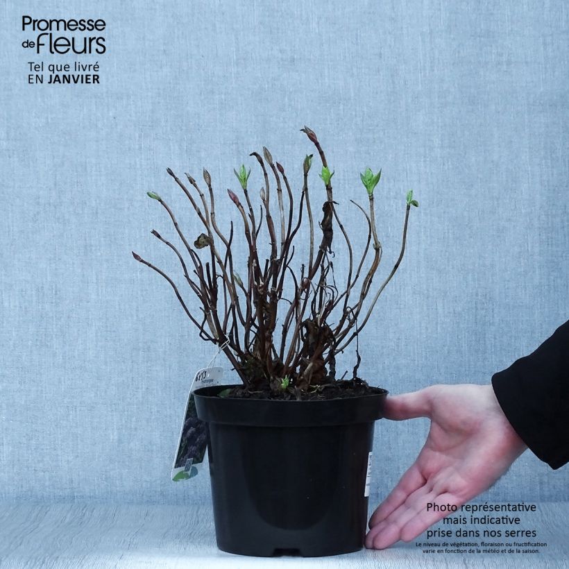 Hydrangea macrophylla Blauer Zwerg 2L/3L pot sample as delivered in winter