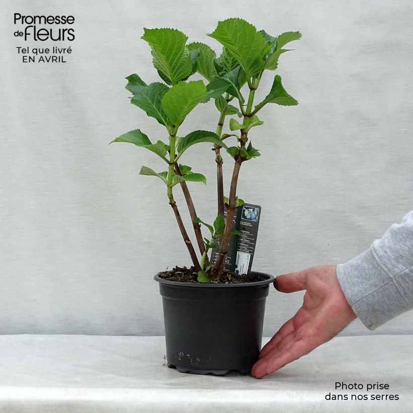 Hydrangea macrophylla Blaumeise 2L/3L pot sample as delivered in spring