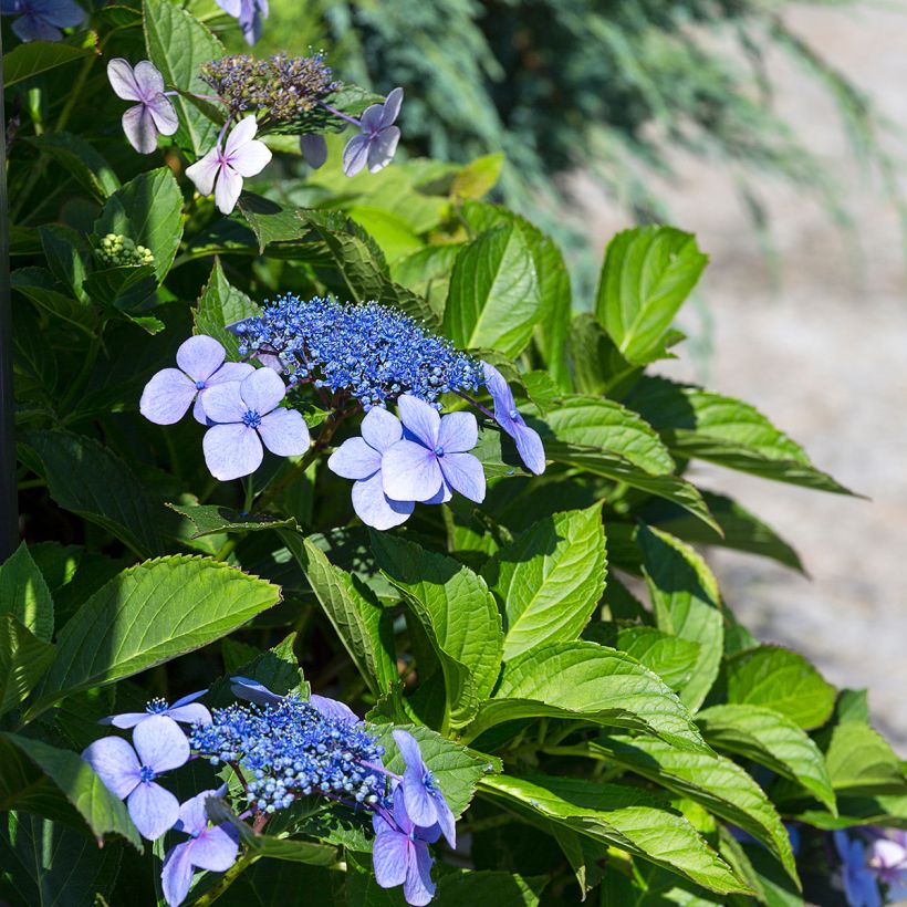 Hydrangea macrophylla Blaumeise (Flowering)
