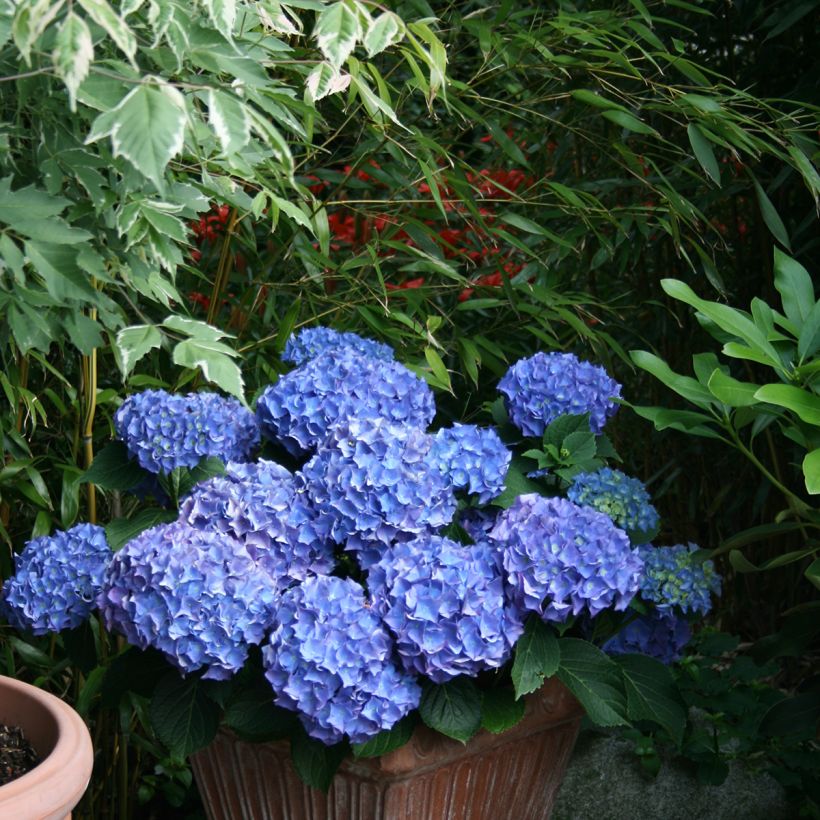 Hydrangea macrophylla Blaumeise (Plant habit)