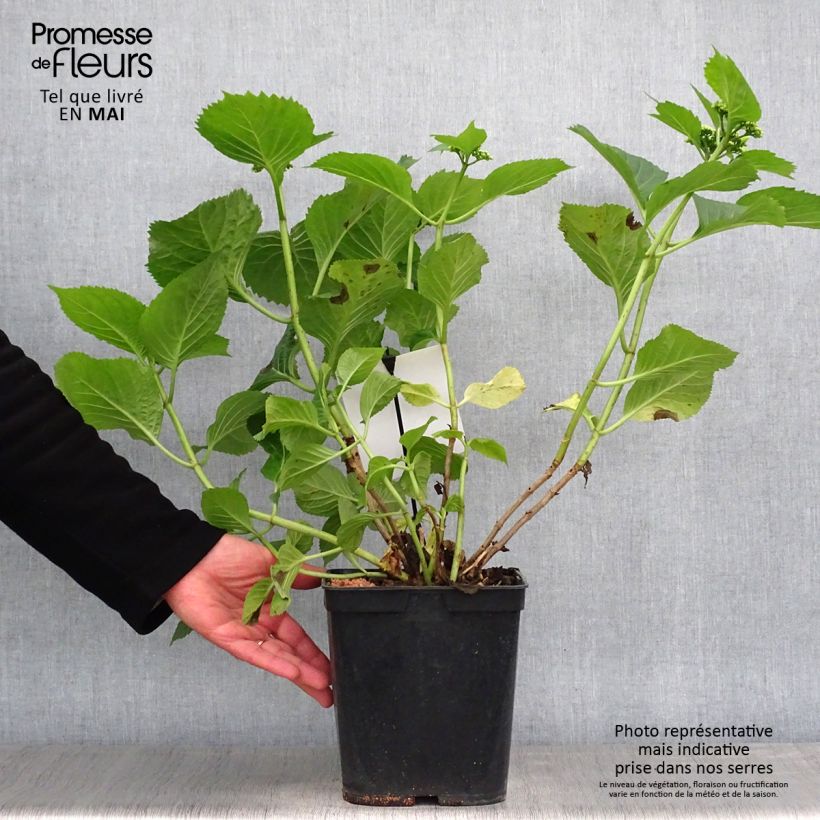 Hydrangea macrophylla Blue Sky 4L/5L pot sample as delivered in spring