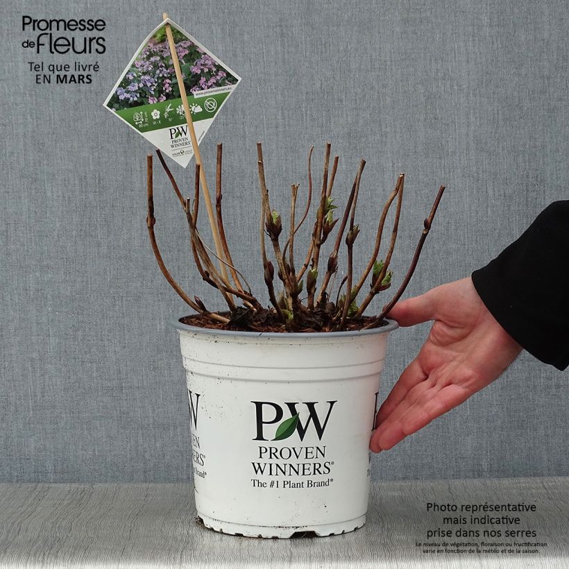 Hydrangea macrophylla Blueberry Cheesecake 4L/5L pot sample as delivered in winter