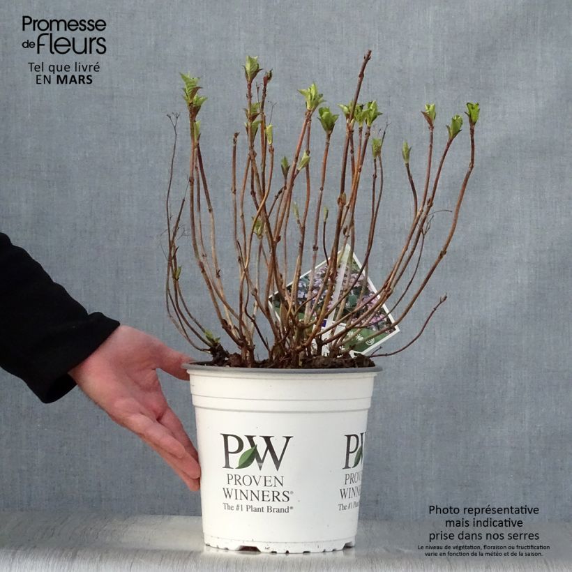 Hydrangea macrophylla Blueberry Cheesecake 4L/5L pot sample as delivered in spring