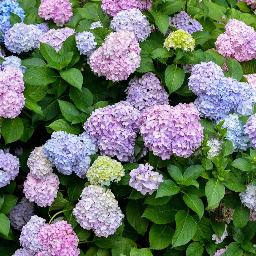 Hydrangea macrophylla Bodensee (Flowering)