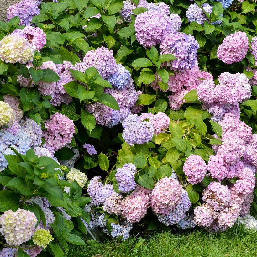 Hydrangea macrophylla Bodensee (Plant habit)