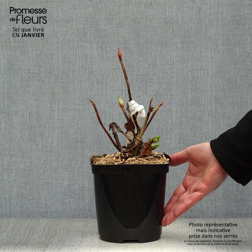 Hydrangea macrophylla Buchfink 2L/3L pot sample as delivered in winter